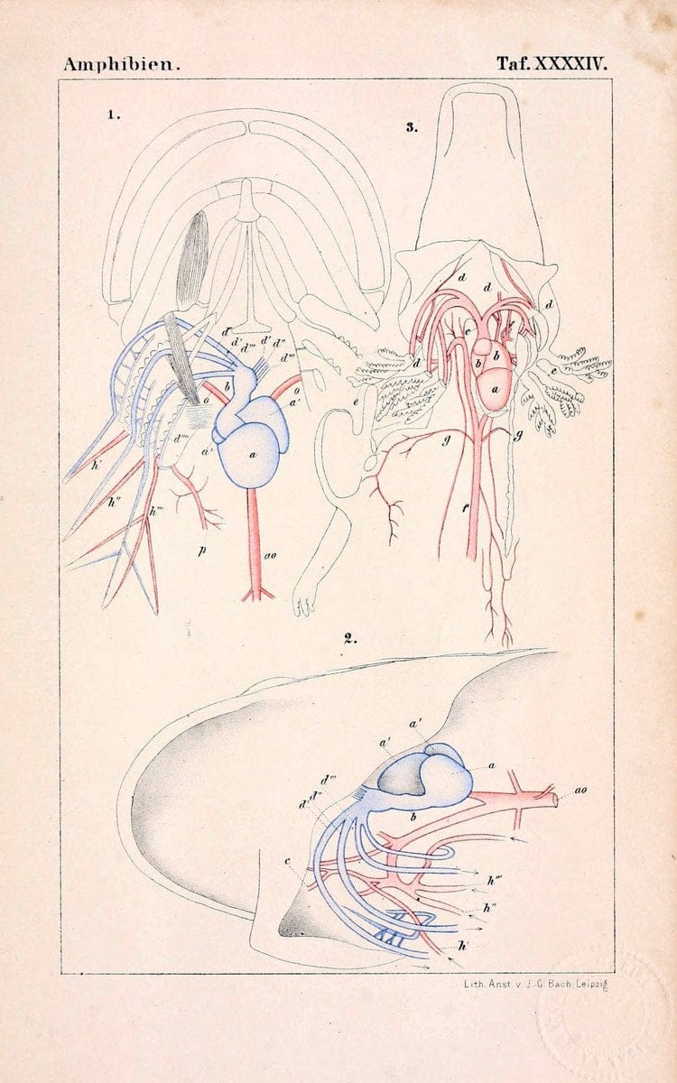 Die Klassen und Ordnungen des Thier-Reichs,.Leipzig :C.F. Winter,1859-1901.. |  | Vintage Print Reproduction 471762