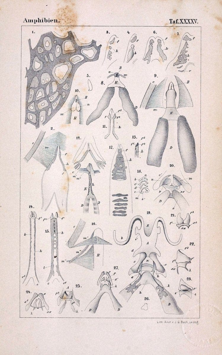 Die Klassen und Ordnungen des Thier-Reichs,.Leipzig :C.F. Winter,1859-1901.. |  | Vintage Print Reproduction 471763
