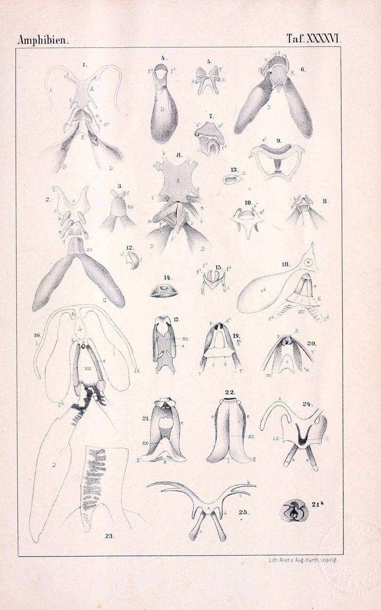 Die Klassen und Ordnungen des Thier-Reichs,.Leipzig :C.F. Winter,1859-1901.. |  | Vintage Print Reproduction 471764