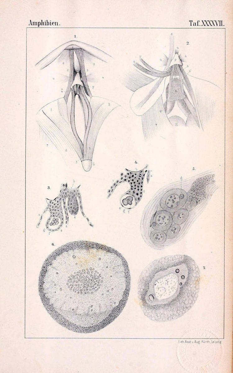 Die Klassen und Ordnungen des Thier-Reichs,.Leipzig :C.F. Winter,1859-1901.. |  | Vintage Print Reproduction 471765