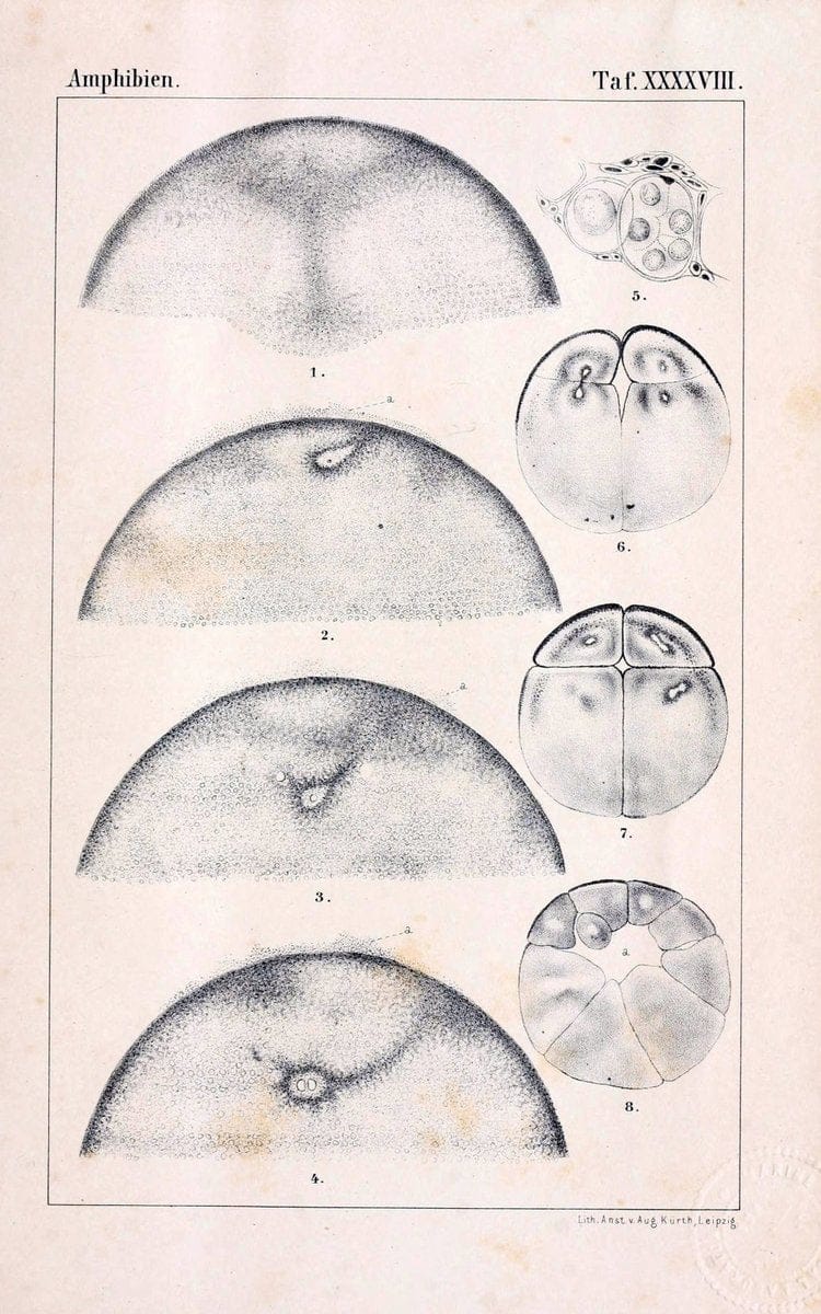 Die Klassen und Ordnungen des Thier-Reichs,.Leipzig :C.F. Winter,1859-1901.. |  | Vintage Print Reproduction 471766