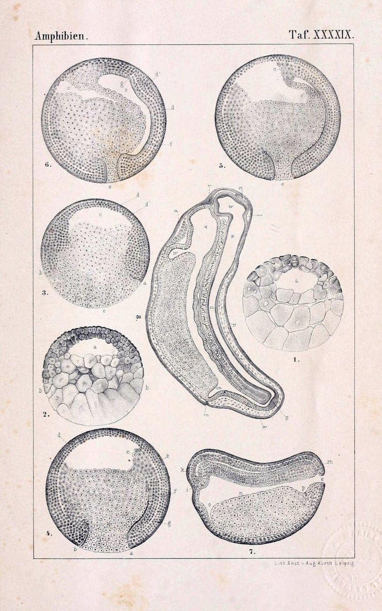 Die Klassen und Ordnungen des Thier-Reichs,.Leipzig :C.F. Winter,1859-1901.. |  | Vintage Print Reproduction 471767