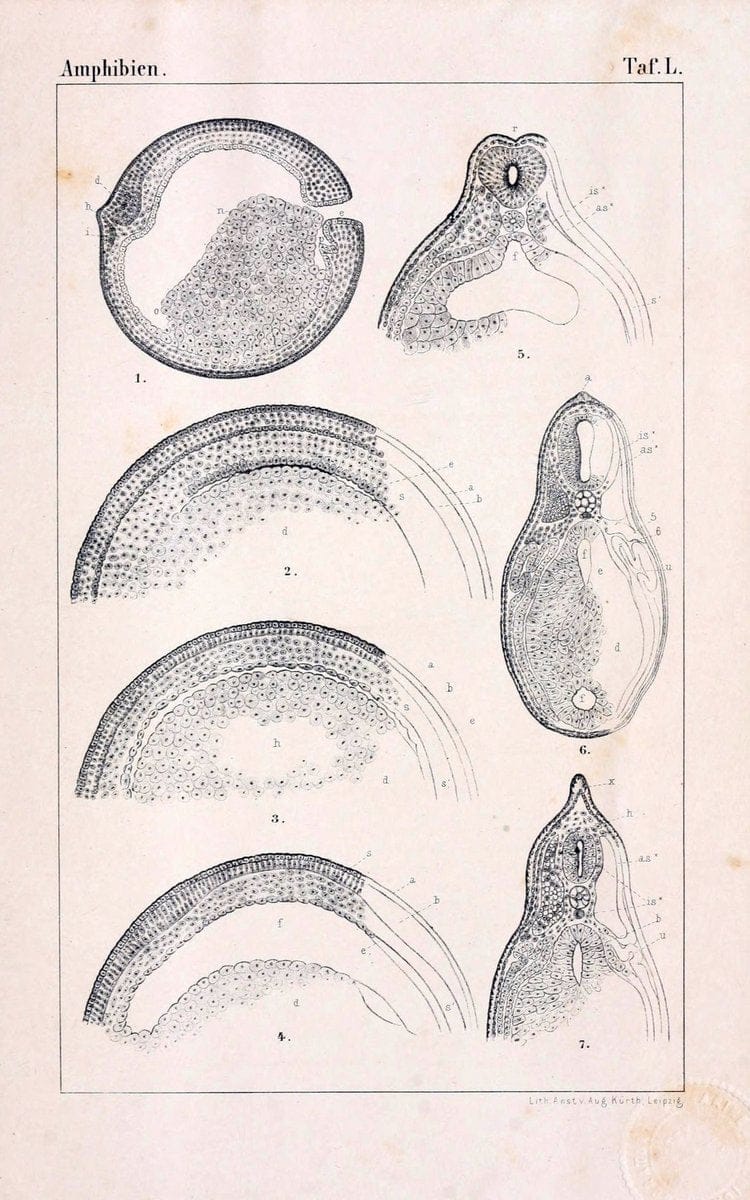Die Klassen und Ordnungen des Thier-Reichs,.Leipzig :C.F. Winter,1859-1901.. |  | Vintage Print Reproduction 471768