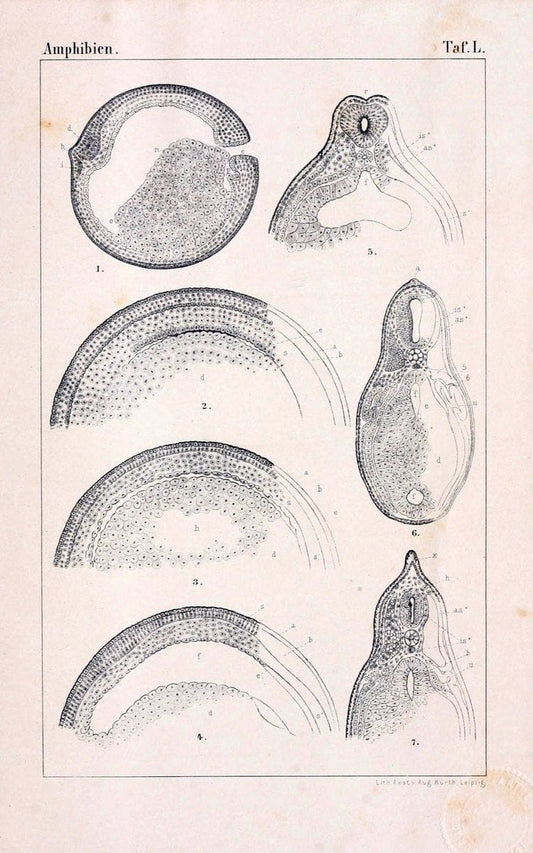 Die Klassen und Ordnungen des Thier-Reichs,.Leipzig :C.F. Winter,1859-1901.. |  | Vintage Print Reproduction 471768