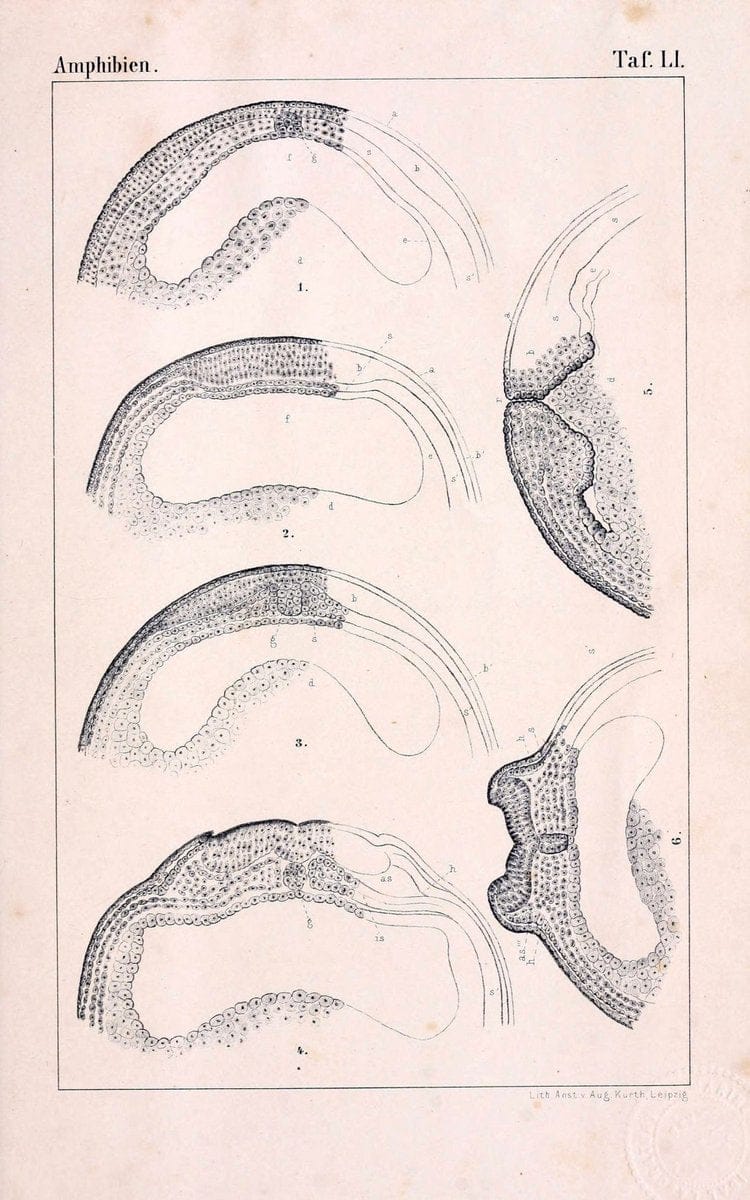Die Klassen und Ordnungen des Thier-Reichs,.Leipzig :C.F. Winter,1859-1901.. |  | Vintage Print Reproduction 471769