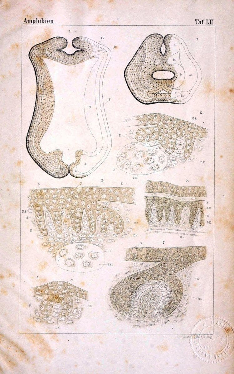 Die Klassen und Ordnungen des Thier-Reichs,.Leipzig :C.F. Winter,1859-1901.. |  | Vintage Print Reproduction 471770