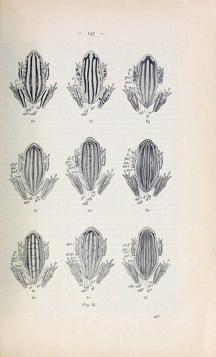 Die Kriechthiere Deutsche-Ost-Afrikas:.Berlin,Geographische Verlagsbuchhandlung Dietrich Reimer,1897.  | Reptiles Tanzania | Vintage Print Reproduction 471786