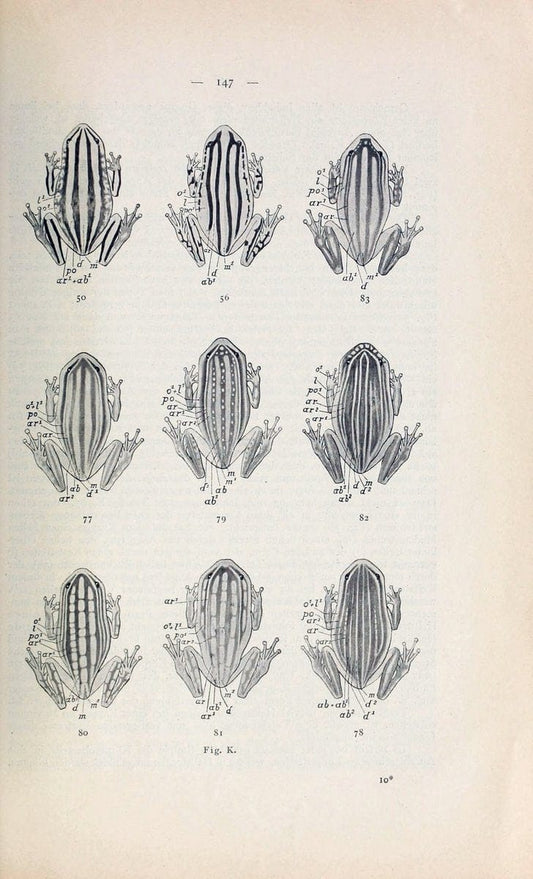 Die Kriechthiere Deutsche-Ost-Afrikas:.Berlin,Geographische Verlagsbuchhandlung Dietrich Reimer,1897.  | Reptiles Tanzania | Vintage Print Reproduction 471786
