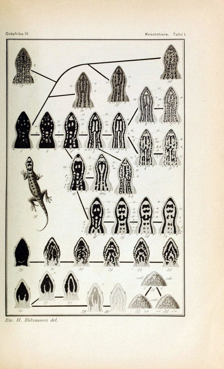 Die Kriechthiere Deutsche-Ost-Afrikas:.Berlin,Geographische Verlagsbuchhandlung Dietrich Reimer,1897.  | Reptiles Tanzania | Vintage Print Reproduction 471787