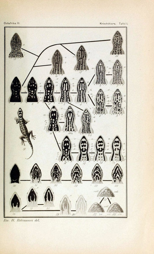 Die Kriechthiere Deutsche-Ost-Afrikas:.Berlin,Geographische Verlagsbuchhandlung Dietrich Reimer,1897.  | Reptiles Tanzania | Vintage Print Reproduction 471787