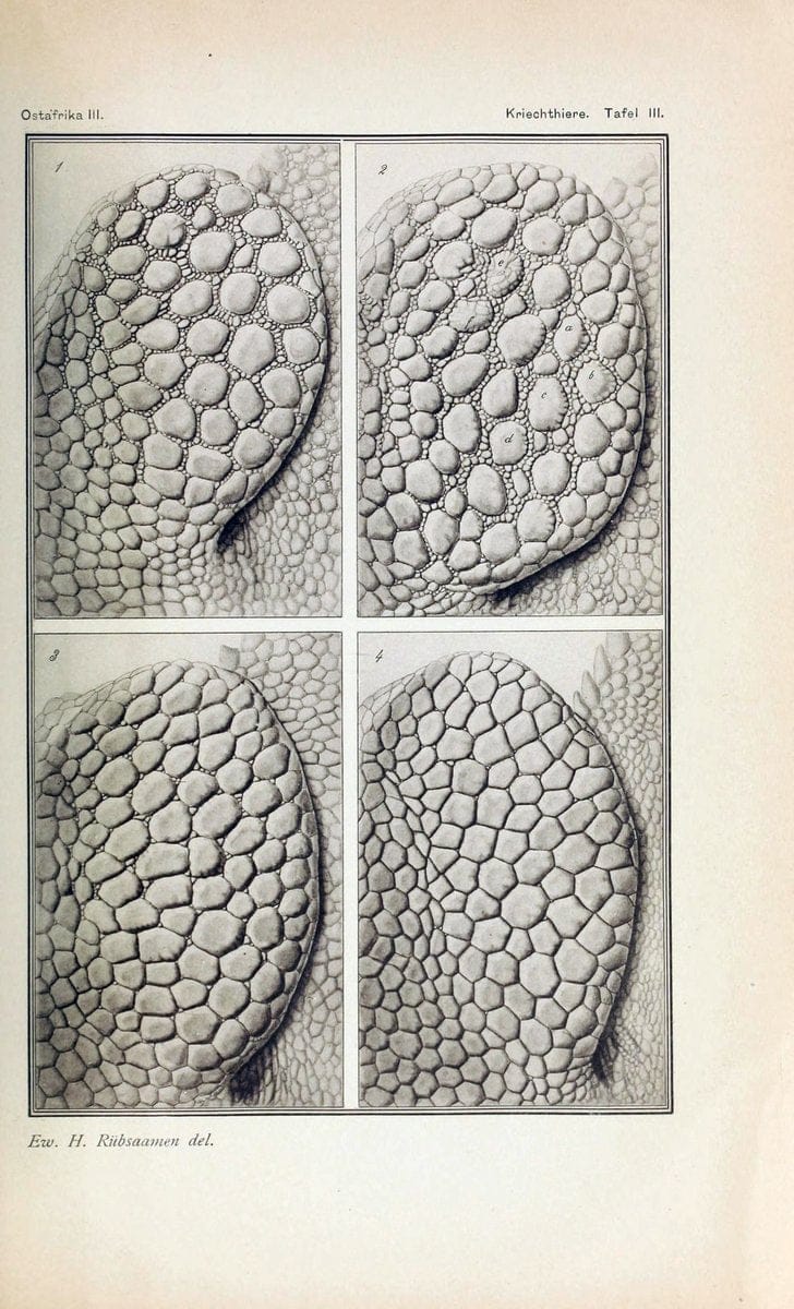 Die Kriechthiere Deutsche-Ost-Afrikas:.Berlin,Geographische Verlagsbuchhandlung Dietrich Reimer,1897.  | Reptiles Tanzania | Vintage Print Reproduction 471789