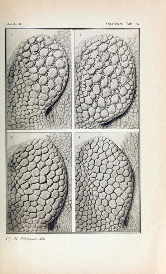 Die Kriechthiere Deutsche-Ost-Afrikas:.Berlin,Geographische Verlagsbuchhandlung Dietrich Reimer,1897.  | Reptiles Tanzania | Vintage Print Reproduction 471789