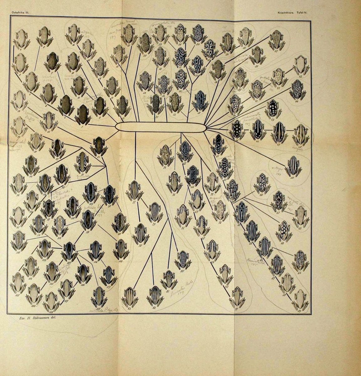 Die Kriechthiere Deutsche-Ost-Afrikas:.Berlin,Geographische Verlagsbuchhandlung Dietrich Reimer,1897.  | Reptiles Tanzania | Vintage Print Reproduction 471790