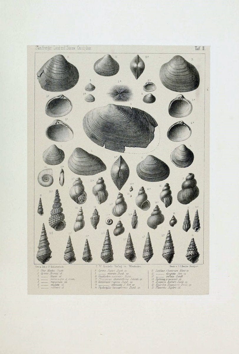 Die land- und sÃ¼sswasser Conchylien der Vorwelt /.Wiesbaden :C.W. Kreidel,1875.  | "Mollusks, Fossil" Paleontology  | Vintage Print Reproduction 471792