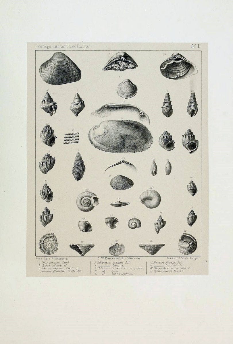 Die land- und sÃ¼sswasser Conchylien der Vorwelt /.Wiesbaden :C.W. Kreidel,1875.  | "Mollusks, Fossil" Paleontology  | Vintage Print Reproduction 471793