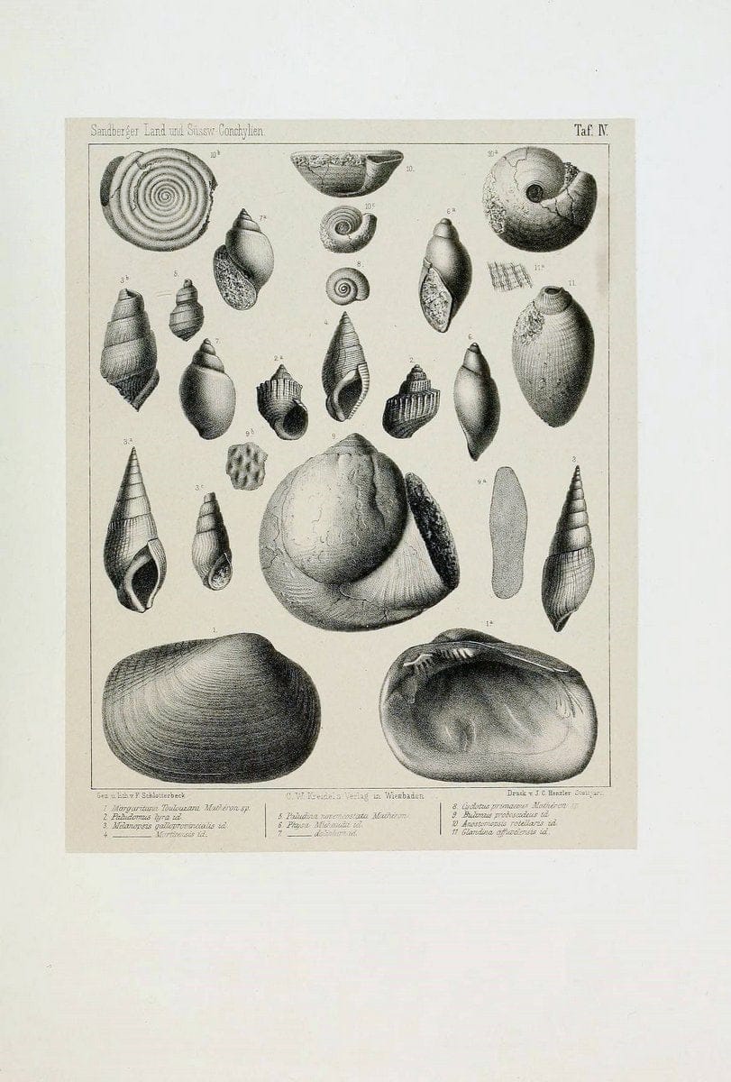 Die land- und sÃ¼sswasser Conchylien der Vorwelt /.Wiesbaden :C.W. Kreidel,1875.  | "Mollusks, Fossil" Paleontology  | Vintage Print Reproduction 471794