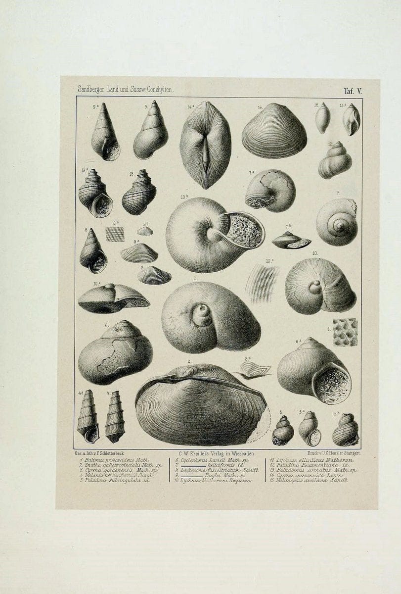 Die land- und sÃ¼sswasser Conchylien der Vorwelt /.Wiesbaden :C.W. Kreidel,1875.  | "Mollusks, Fossil" Paleontology  | Vintage Print Reproduction 471795