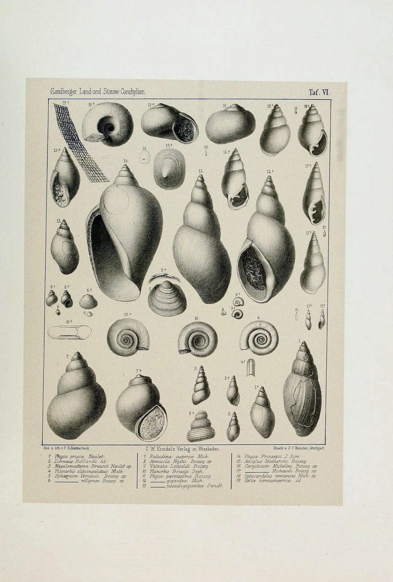 Die land- und sÃ¼sswasser Conchylien der Vorwelt /.Wiesbaden :C.W. Kreidel,1875.  | "Mollusks, Fossil" Paleontology  | Vintage Print Reproduction 471796