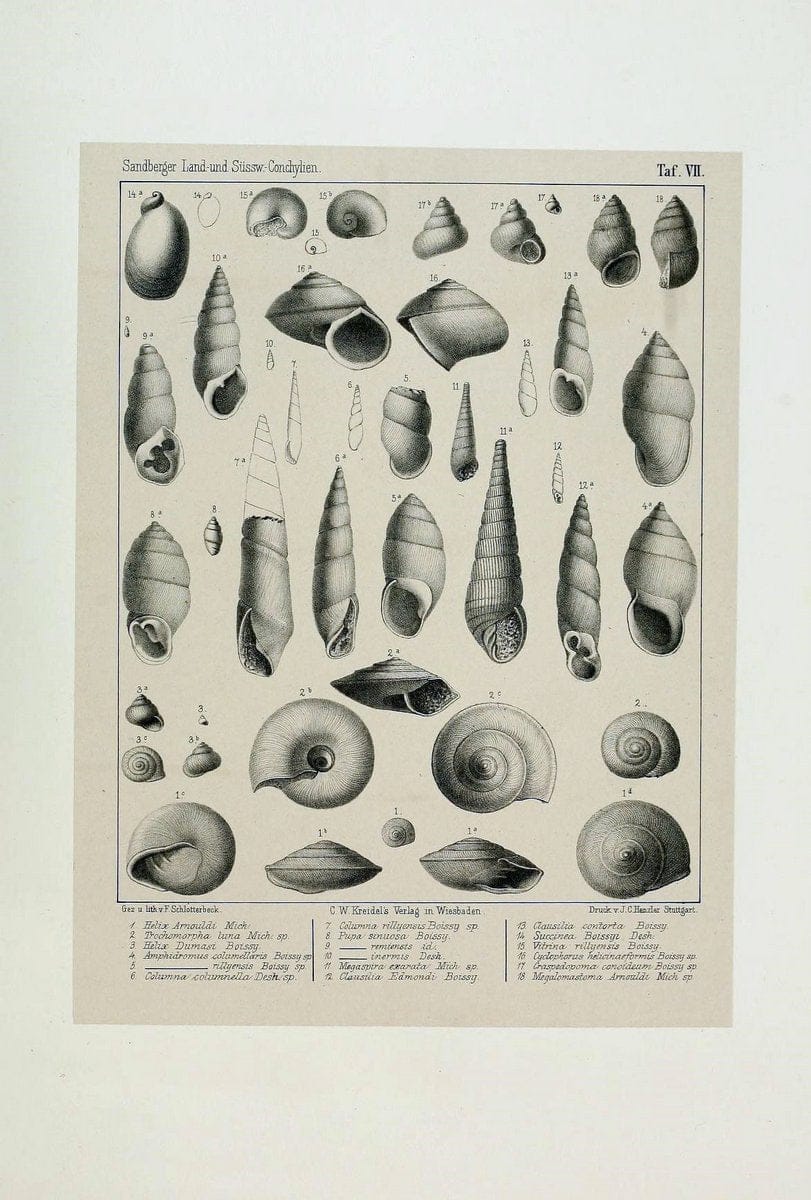 Die land- und sÃ¼sswasser Conchylien der Vorwelt /.Wiesbaden :C.W. Kreidel,1875.  | "Mollusks, Fossil" Paleontology  | Vintage Print Reproduction 471797