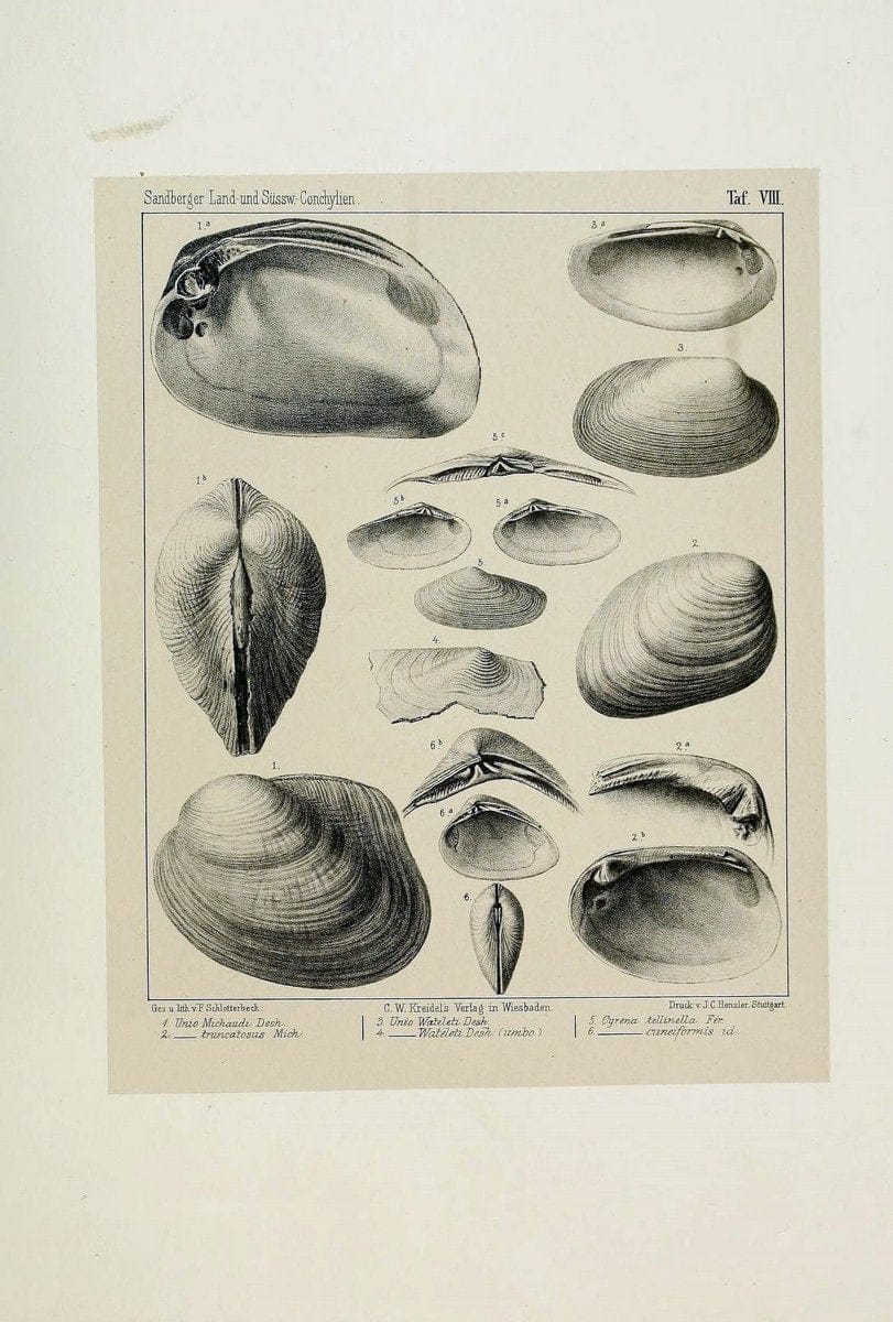 Die land- und sÃ¼sswasser Conchylien der Vorwelt /.Wiesbaden :C.W. Kreidel,1875.  | "Mollusks, Fossil" Paleontology  | Vintage Print Reproduction 471798