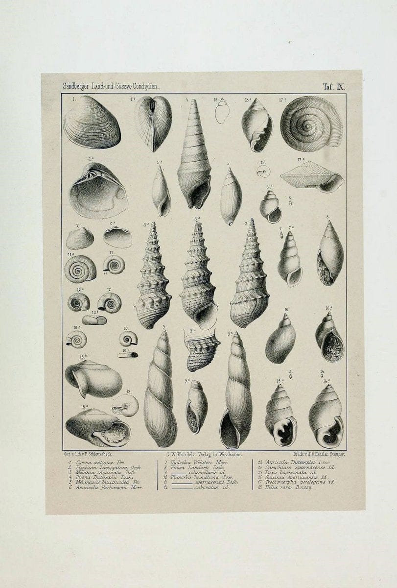 Die land- und sÃ¼sswasser Conchylien der Vorwelt /.Wiesbaden :C.W. Kreidel,1875.  | "Mollusks, Fossil" Paleontology  | Vintage Print Reproduction 471799