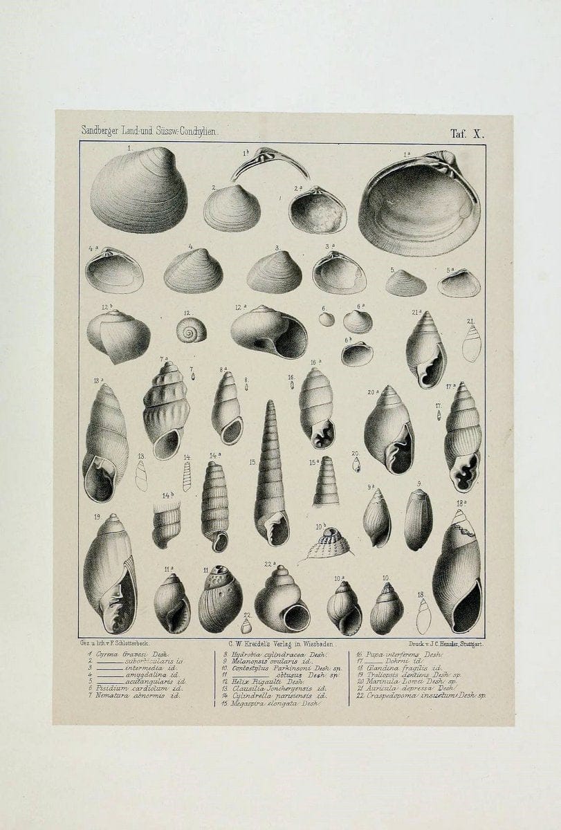 Die land- und sÃ¼sswasser Conchylien der Vorwelt /.Wiesbaden :C.W. Kreidel,1875.  | "Mollusks, Fossil" Paleontology  | Vintage Print Reproduction 471800