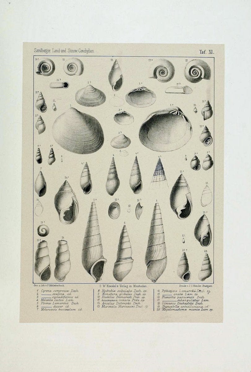 Die land- und sÃ¼sswasser Conchylien der Vorwelt /.Wiesbaden :C.W. Kreidel,1875.  | "Mollusks, Fossil" Paleontology  | Vintage Print Reproduction 471801