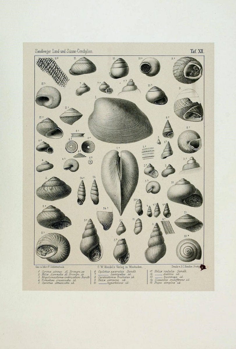 Die land- und sÃ¼sswasser Conchylien der Vorwelt /.Wiesbaden :C.W. Kreidel,1875.  | "Mollusks, Fossil" Paleontology  | Vintage Print Reproduction 471802