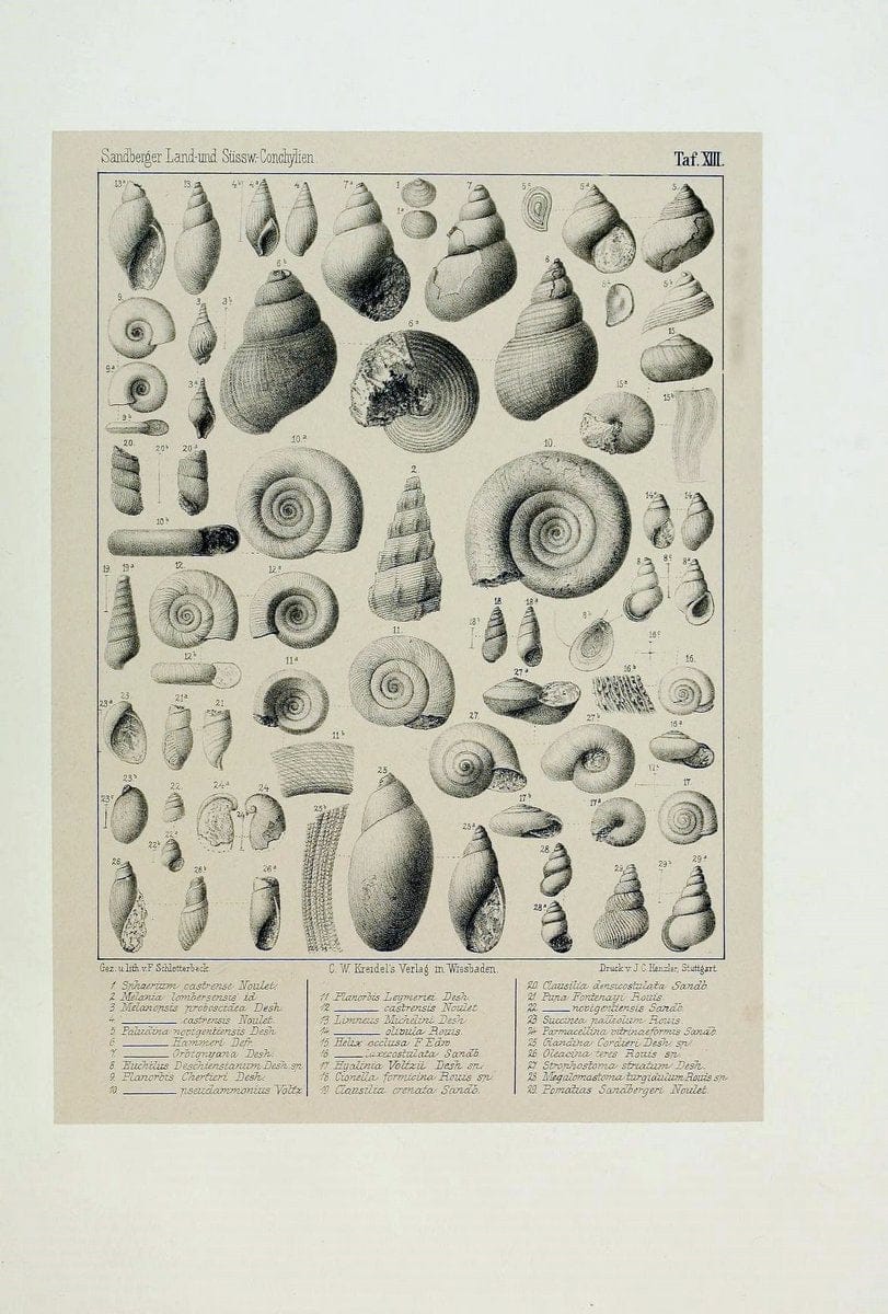 Die land- und sÃ¼sswasser Conchylien der Vorwelt /.Wiesbaden :C.W. Kreidel,1875.  | "Mollusks, Fossil" Paleontology  | Vintage Print Reproduction 471803