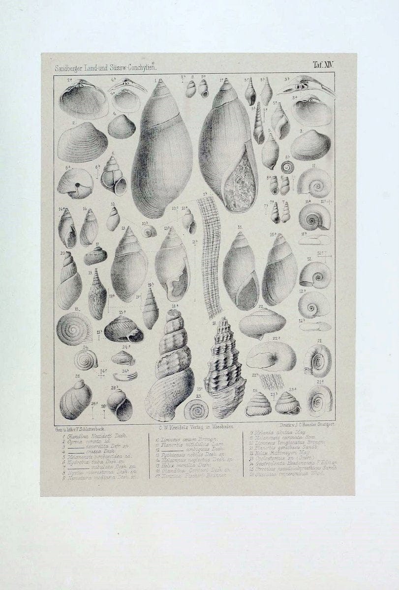 Die land- und sÃ¼sswasser Conchylien der Vorwelt /.Wiesbaden :C.W. Kreidel,1875.  | "Mollusks, Fossil" Paleontology  | Vintage Print Reproduction 471804