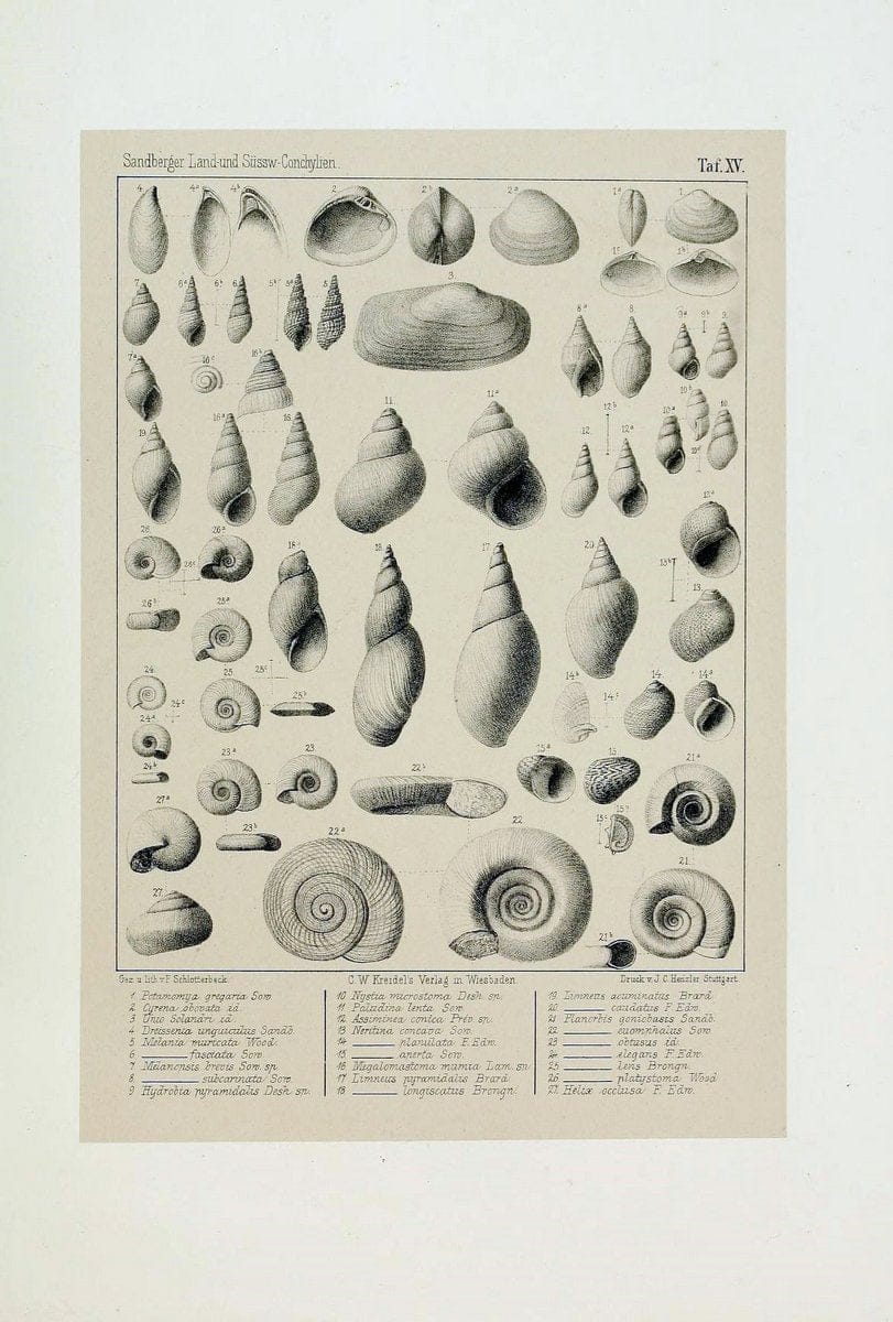 Die land- und sÃ¼sswasser Conchylien der Vorwelt /.Wiesbaden :C.W. Kreidel,1875.  | "Mollusks, Fossil" Paleontology  | Vintage Print Reproduction 471805