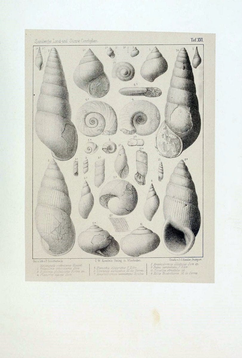 Die land- und sÃ¼sswasser Conchylien der Vorwelt /.Wiesbaden :C.W. Kreidel,1875.  | "Mollusks, Fossil" Paleontology  | Vintage Print Reproduction 471806