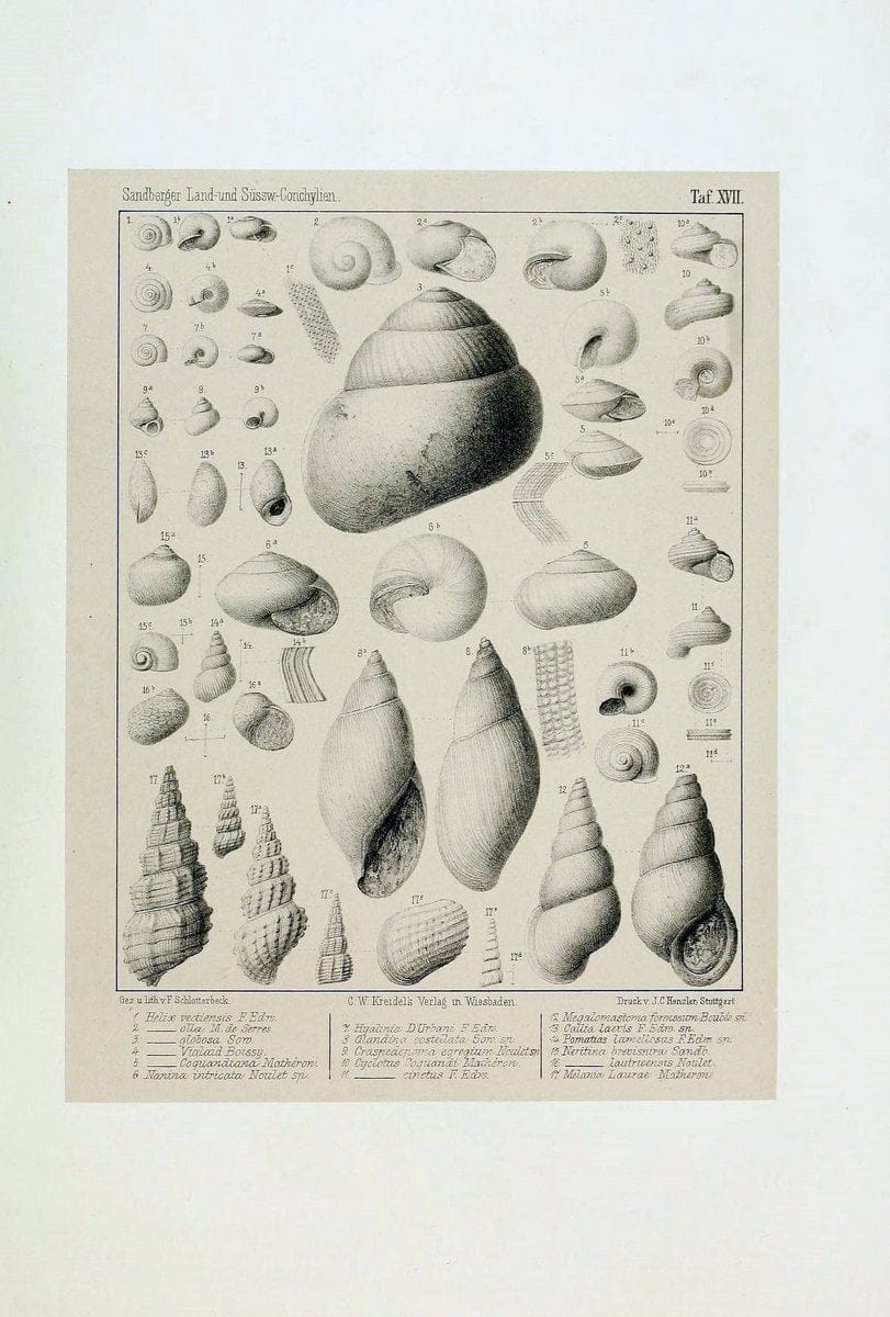Die land- und sÃ¼sswasser Conchylien der Vorwelt /.Wiesbaden :C.W. Kreidel,1875.  | "Mollusks, Fossil" Paleontology  | Vintage Print Reproduction 471807