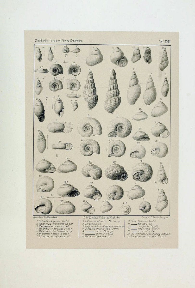 Die land- und sÃ¼sswasser Conchylien der Vorwelt /.Wiesbaden :C.W. Kreidel,1875.  | "Mollusks, Fossil" Paleontology  | Vintage Print Reproduction 471808