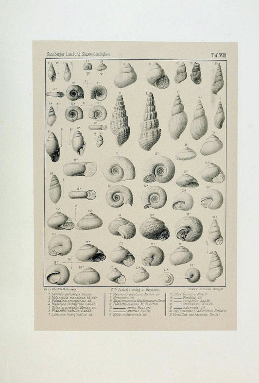 Die land- und sÃ¼sswasser Conchylien der Vorwelt /.Wiesbaden :C.W. Kreidel,1875.  | "Mollusks, Fossil" Paleontology  | Vintage Print Reproduction 471808