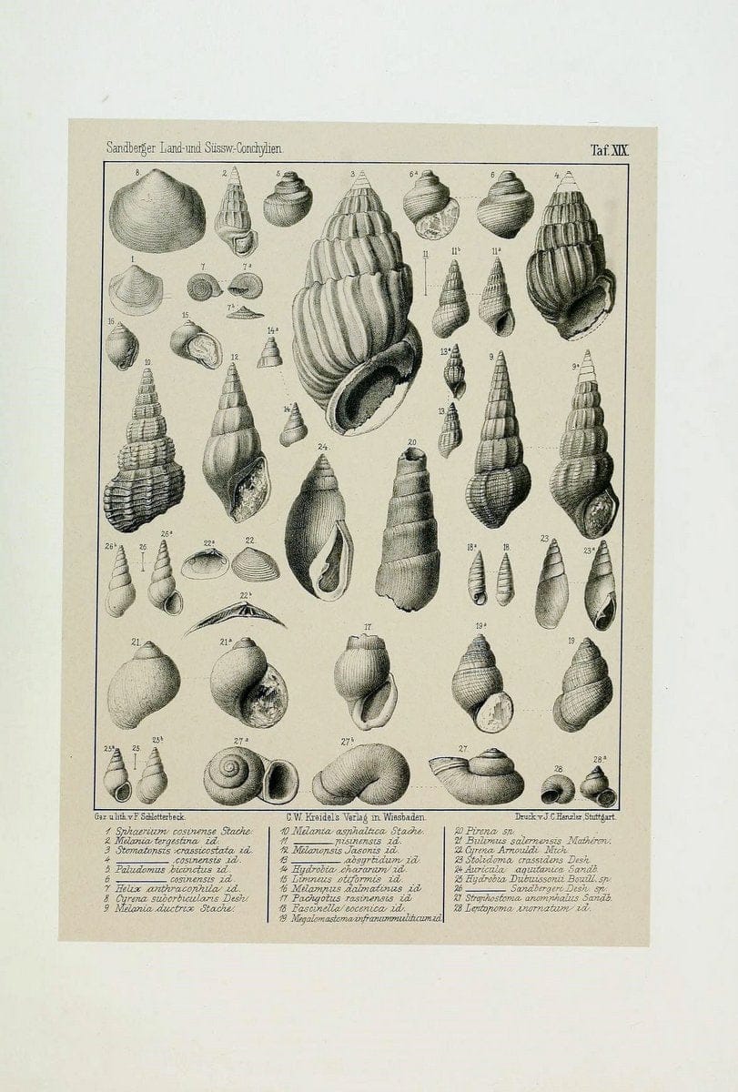 Die land- und sÃ¼sswasser Conchylien der Vorwelt /.Wiesbaden :C.W. Kreidel,1875.  | "Mollusks, Fossil" Paleontology  | Vintage Print Reproduction 471809