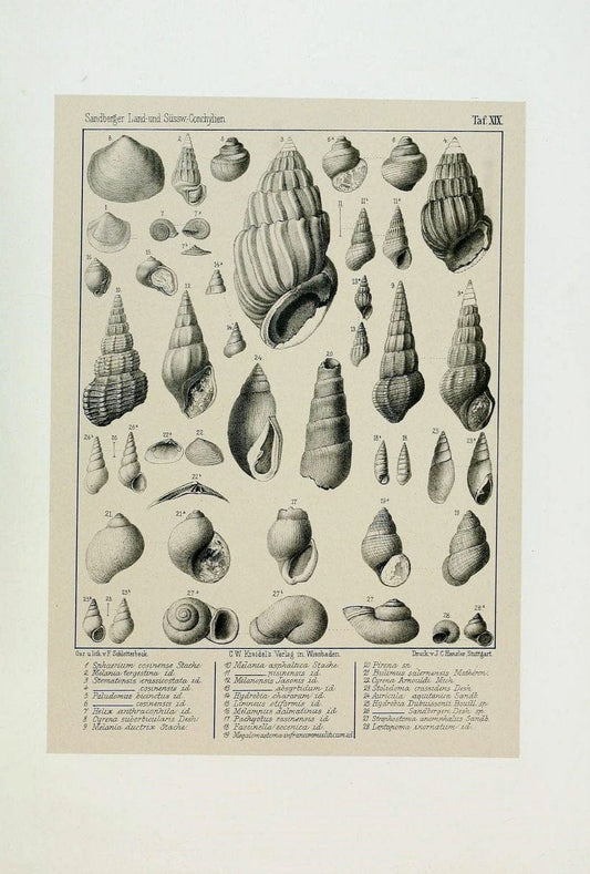Die land- und sÃ¼sswasser Conchylien der Vorwelt /.Wiesbaden :C.W. Kreidel,1875.  | "Mollusks, Fossil" Paleontology  | Vintage Print Reproduction 471809