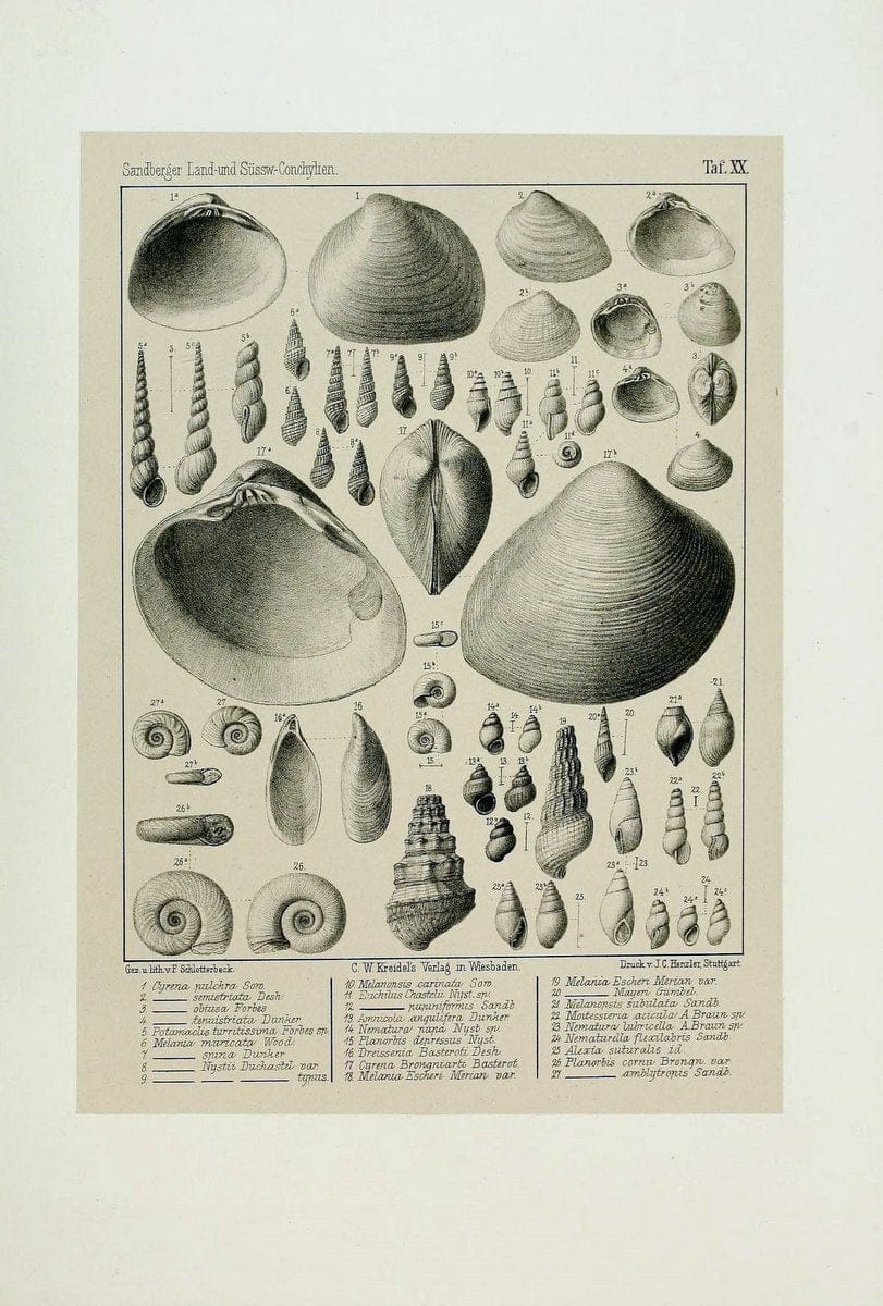 Die land- und sÃ¼sswasser Conchylien der Vorwelt /.Wiesbaden :C.W. Kreidel,1875.  | "Mollusks, Fossil" Paleontology  | Vintage Print Reproduction 471810