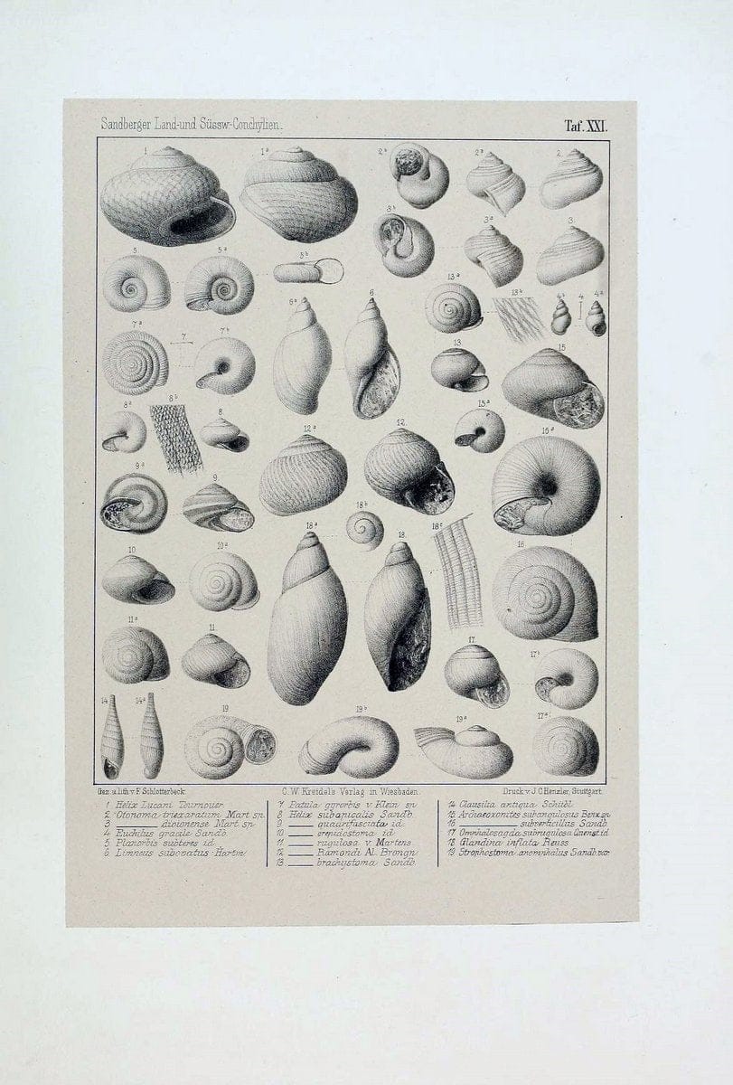 Die land- und sÃ¼sswasser Conchylien der Vorwelt /.Wiesbaden :C.W. Kreidel,1875.  | "Mollusks, Fossil" Paleontology  | Vintage Print Reproduction 471811