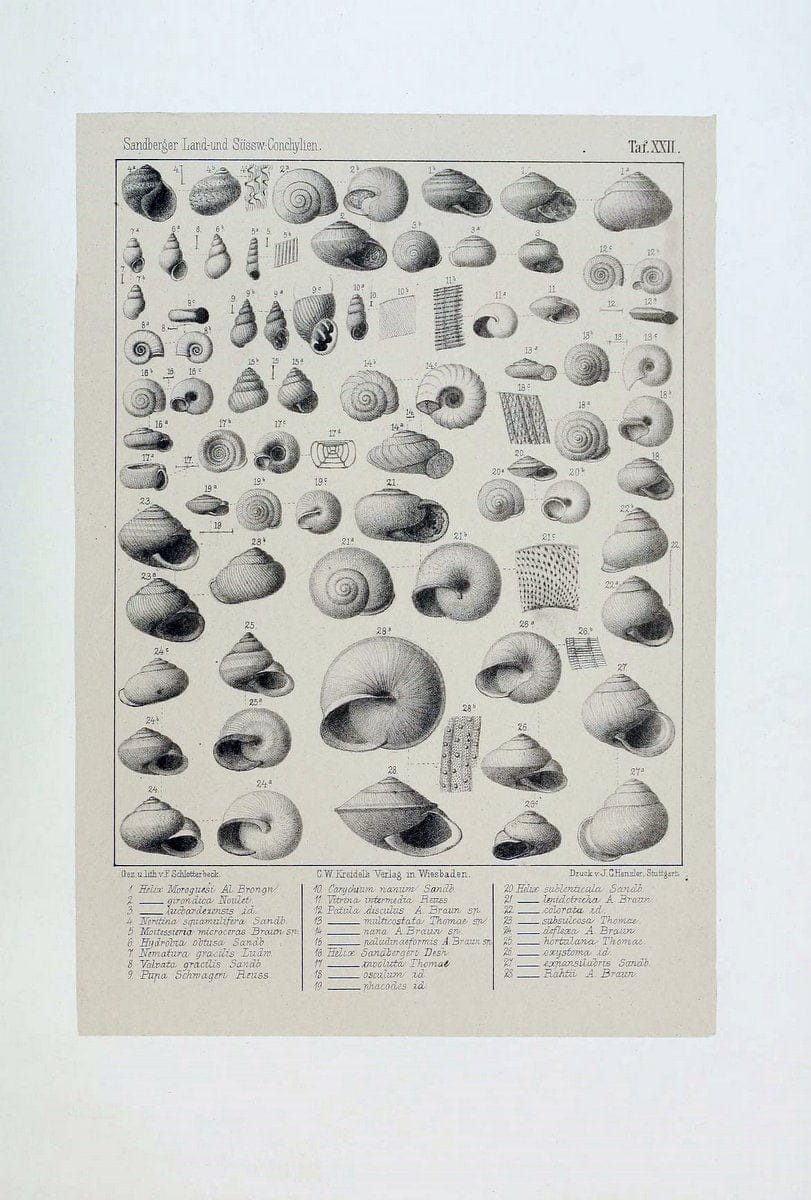 Die land- und sÃ¼sswasser Conchylien der Vorwelt /.Wiesbaden :C.W. Kreidel,1875.  | "Mollusks, Fossil" Paleontology  | Vintage Print Reproduction 471812