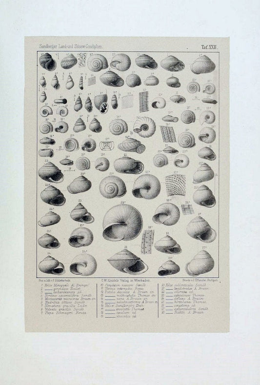 Die land- und sÃ¼sswasser Conchylien der Vorwelt /.Wiesbaden :C.W. Kreidel,1875.  | "Mollusks, Fossil" Paleontology  | Vintage Print Reproduction 471812