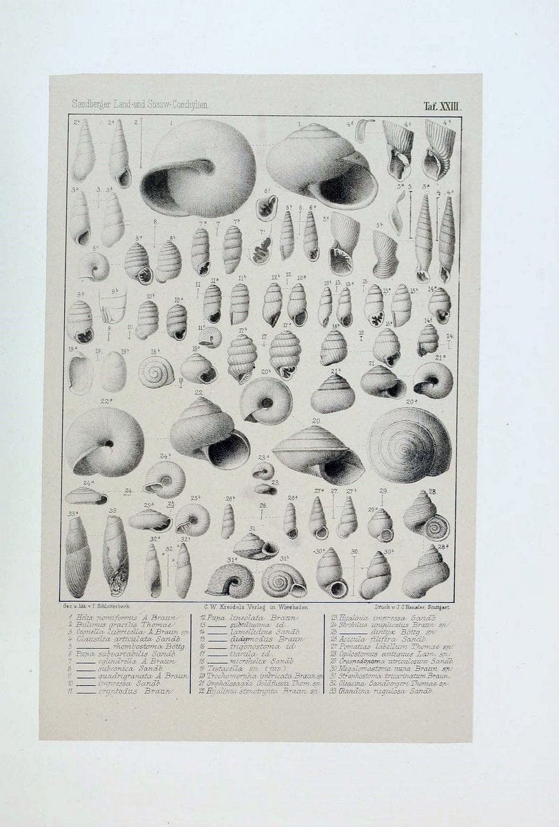 Die land- und sÃ¼sswasser Conchylien der Vorwelt /.Wiesbaden :C.W. Kreidel,1875.  | "Mollusks, Fossil" Paleontology  | Vintage Print Reproduction 471813