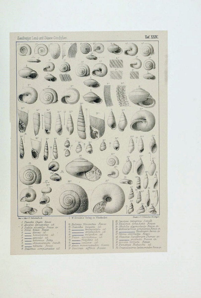 Die land- und sÃ¼sswasser Conchylien der Vorwelt /.Wiesbaden :C.W. Kreidel,1875.  | "Mollusks, Fossil" Paleontology  | Vintage Print Reproduction 471814