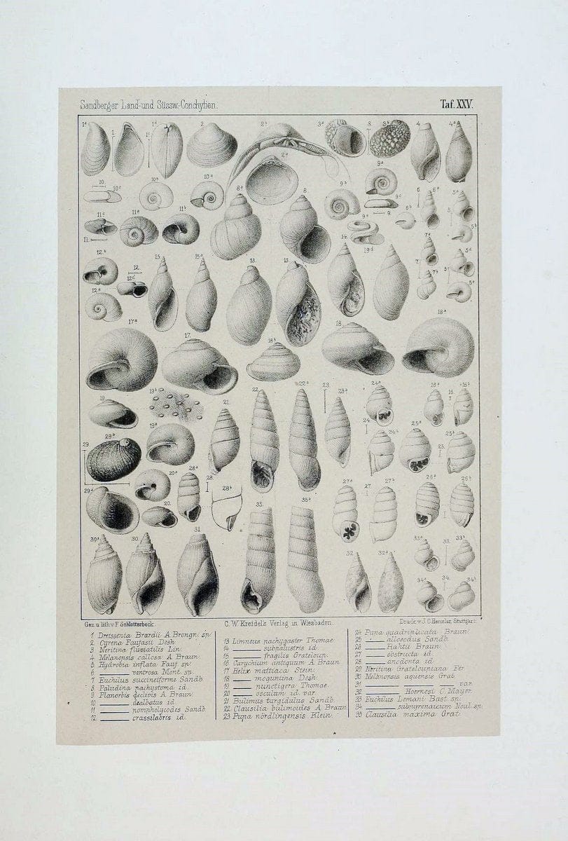 Die land- und sÃ¼sswasser Conchylien der Vorwelt /.Wiesbaden :C.W. Kreidel,1875.  | "Mollusks, Fossil" Paleontology  | Vintage Print Reproduction 471815