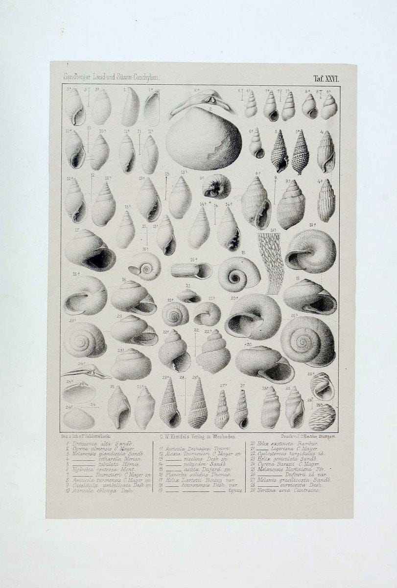 Die land- und sÃ¼sswasser Conchylien der Vorwelt /.Wiesbaden :C.W. Kreidel,1875.  | "Mollusks, Fossil" Paleontology  | Vintage Print Reproduction 471816