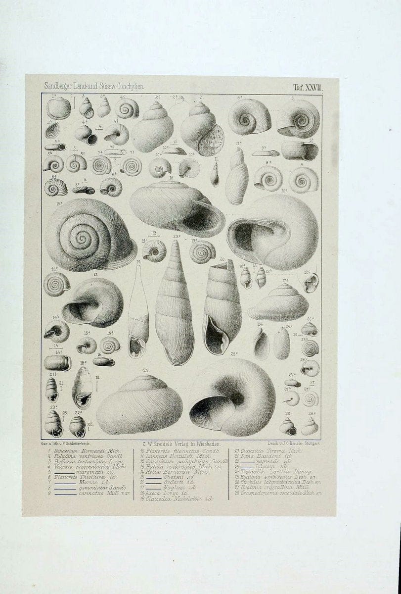 Die land- und sÃ¼sswasser Conchylien der Vorwelt /.Wiesbaden :C.W. Kreidel,1875.  | "Mollusks, Fossil" Paleontology  | Vintage Print Reproduction 471817