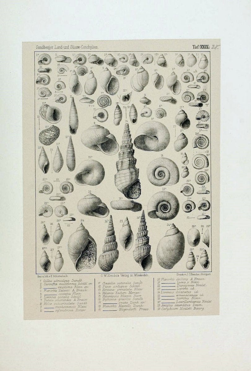 Die land- und sÃ¼sswasser Conchylien der Vorwelt /.Wiesbaden :C.W. Kreidel,1875.  | "Mollusks, Fossil" Paleontology  | Vintage Print Reproduction 471818