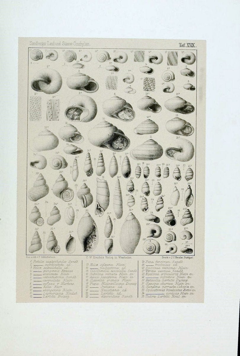 Die land- und sÃ¼sswasser Conchylien der Vorwelt /.Wiesbaden :C.W. Kreidel,1875.  | "Mollusks, Fossil" Paleontology  | Vintage Print Reproduction 471819