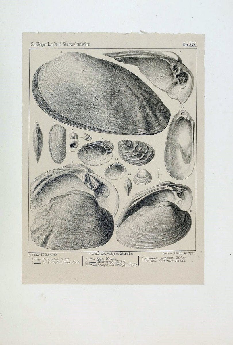 Die land- und sÃ¼sswasser Conchylien der Vorwelt /.Wiesbaden :C.W. Kreidel,1875.  | "Mollusks, Fossil" Paleontology  | Vintage Print Reproduction 471820