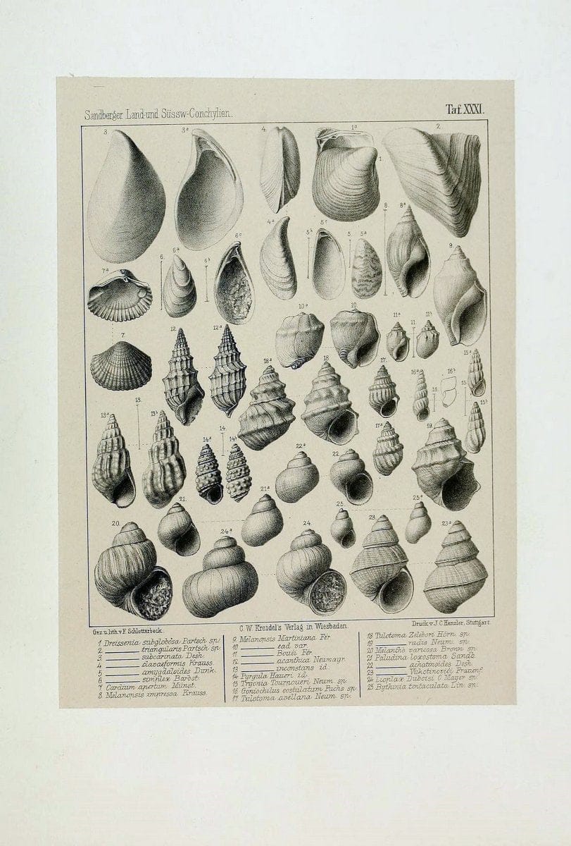 Die land- und sÃ¼sswasser Conchylien der Vorwelt /.Wiesbaden :C.W. Kreidel,1875.  | "Mollusks, Fossil" Paleontology  | Vintage Print Reproduction 471821